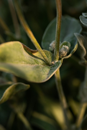 Plants and trees around campus shot with a macro lens at sunset in the summer of 2021.