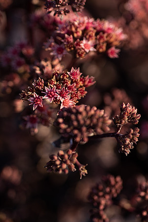 Plants and flowers around campus shot with a macro lens at sunset in the summer of 2021.