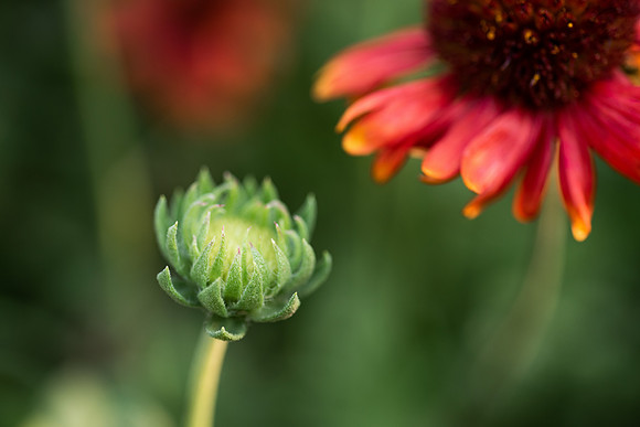 Plants and flowers around campus shot with a macro lens at sunset in the summer of 2021.