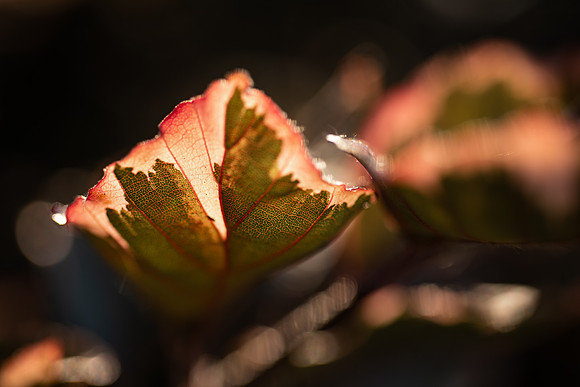 Plants and trees around campus shot with a macro lens at sunset in the summer of 2021.