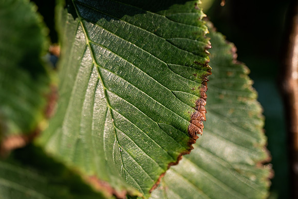 Plants and trees around campus shot with a macro lens at sunset in the summer of 2021.