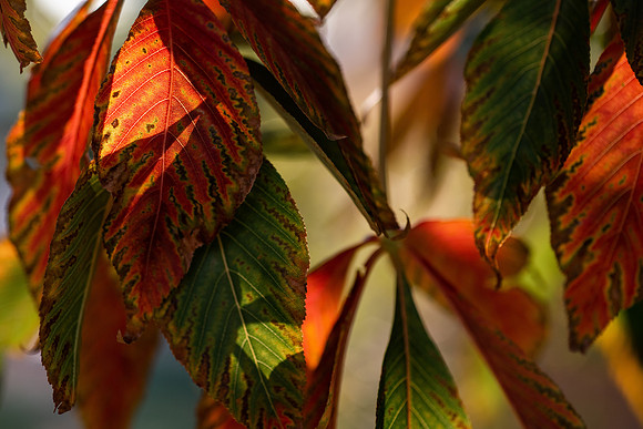 Plants and trees around campus shot with a macro lens at sunset in the summer of 2021.