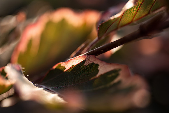 Plants and trees around campus shot with a macro lens at sunset in the summer of 2021.