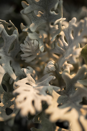 Plants and trees around campus shot with a macro lens at sunset in the summer of 2021.