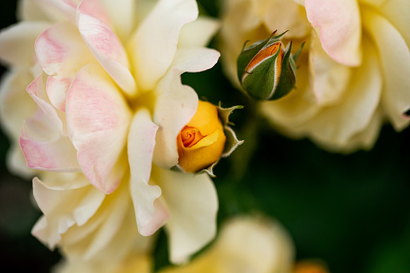 Plants and flowers around campus shot with a macro lens at sunset in the summer of 2021.