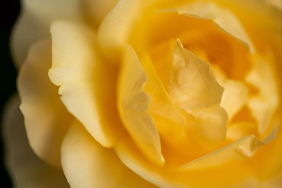Plants and flowers around campus shot with a macro lens at sunset in the summer of 2021.
