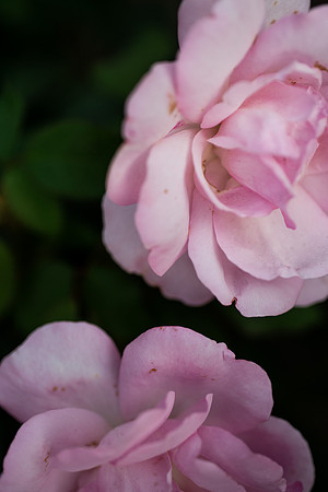 Plants and flowers around campus shot with a macro lens at sunset in the summer of 2021.