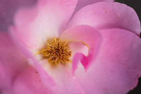 Plants and flowers around campus shot with a macro lens at sunset in the summer of 2021.