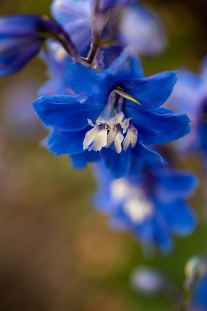 Plants and flowers around campus shot with a macro lens at sunset in the summer of 2021.