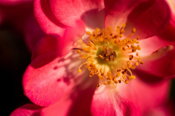 Plants and flowers around campus shot with a macro lens at sunset in the summer of 2021.