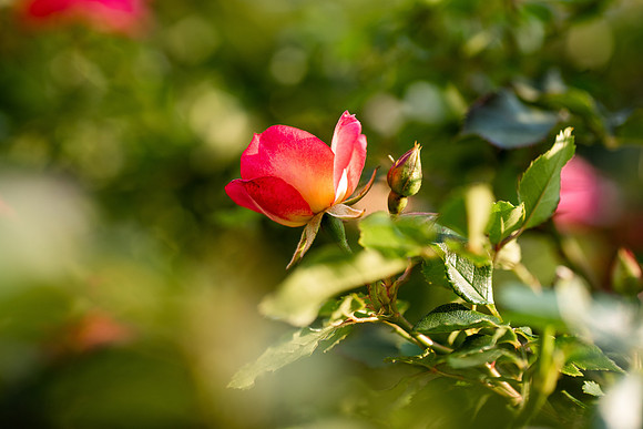 Plants and flowers around campus shot with a macro lens at sunset in the summer of 2021.