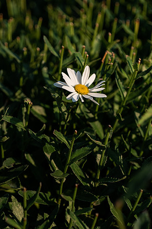Plants and flowers around campus shot with a macro lens at sunset in the summer of 2021.