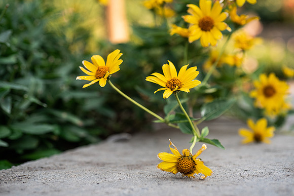 Plants and flowers around campus shot with a macro lens at sunset in the summer of 2021.