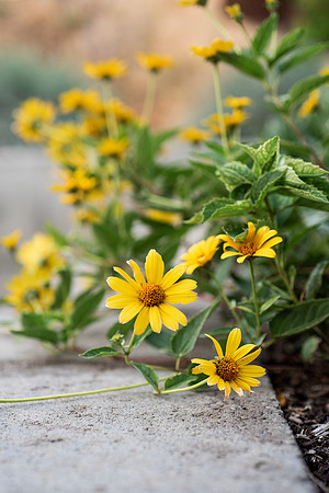 Plants and flowers around campus shot with a macro lens at sunset in the summer of 2021.