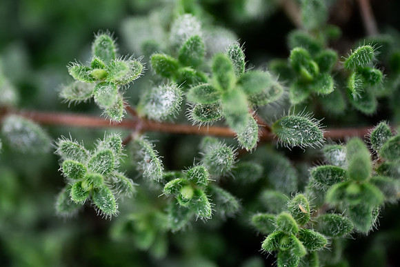 Plants and flowers around campus shot with a macro lens at sunset in the summer of 2021.