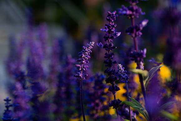 Plants and flowers around campus shot with a macro lens at sunset in the summer of 2021.