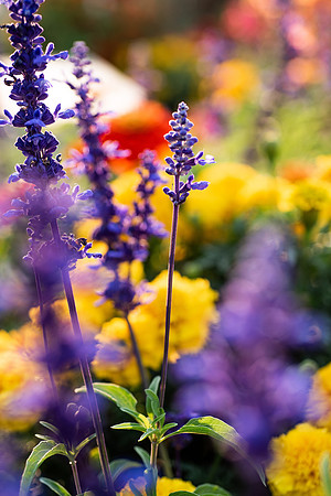 Plants and flowers around campus shot with a macro lens at sunset in the summer of 2021.