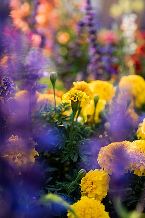 Plants and flowers around campus shot with a macro lens at sunset in the summer of 2021.