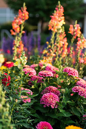 Plants and flowers around campus shot with a macro lens at sunset in the summer of 2021.