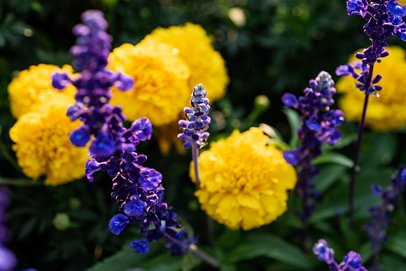 Plants and flowers around campus shot with a macro lens at sunset in the summer of 2021.