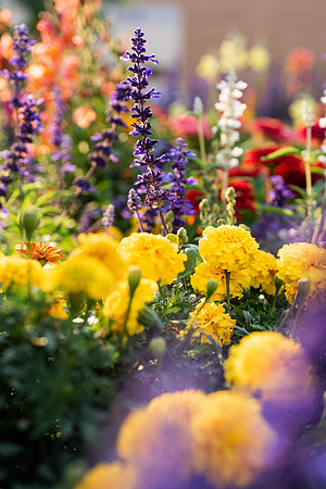 Plants and flowers around campus shot with a macro lens at sunset in the summer of 2021.