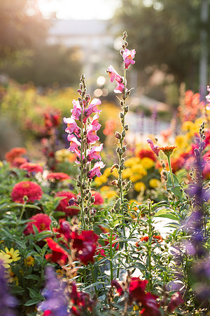 Plants and flowers around campus shot with a macro lens at sunset in the summer of 2021.