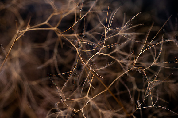 Plants and trees around campus shot with a macro lens at sunset in the summer of 2021.