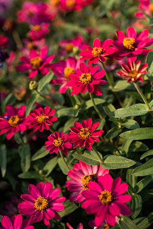 Plants and flowers around campus shot with a macro lens at sunset in the summer of 2021.