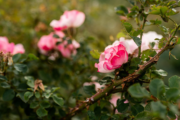 Plants and flowers around campus shot with a macro lens at sunset in the summer of 2021.
