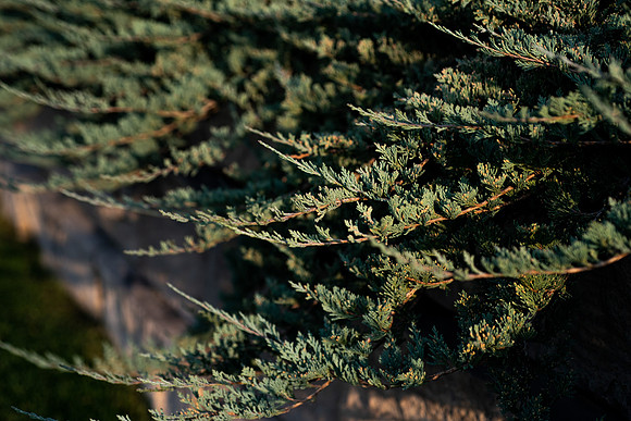 Plants and trees around campus shot with a macro lens at sunset in the summer of 2021.