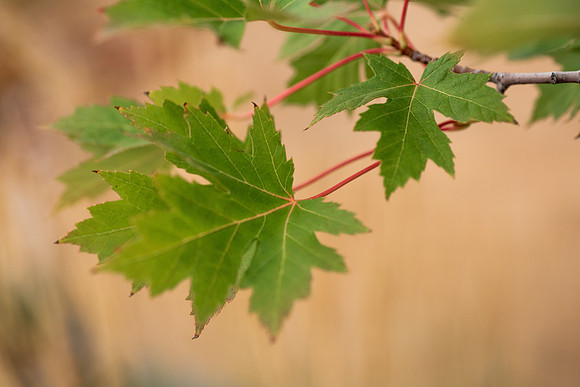 Plants and trees around campus shot with a macro lens at sunset in the summer of 2021.