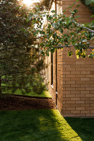 Plants and trees around campus shot with a macro lens at sunset in the summer of 2021.