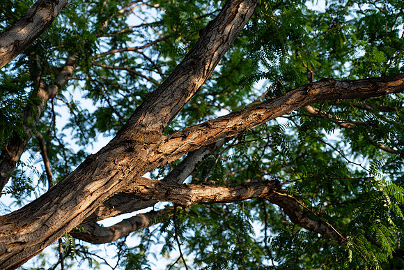 Plants and trees around campus shot with a macro lens at sunset in the summer of 2021.