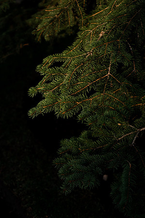 Plants and trees around campus shot with a macro lens at sunset in the summer of 2021.