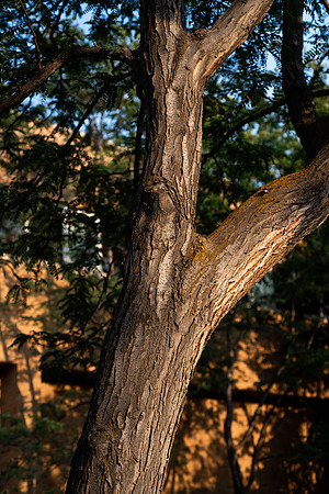 Plants and trees around campus shot with a macro lens at sunset in the summer of 2021.