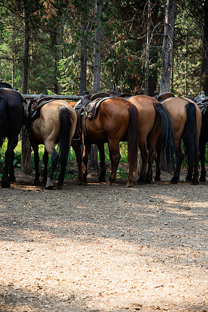 BYUI students go horseback riding at Harriman State Park in the summer of 2021.