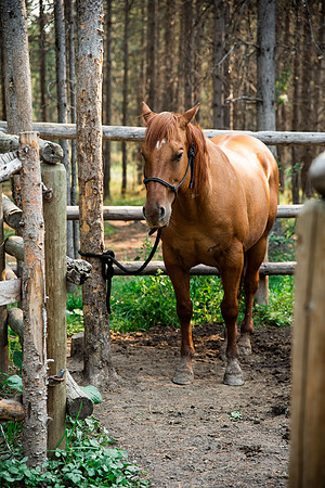 BYUI students go horseback riding at Harriman State Park in the summer of 2021.