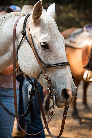 BYUI students go horseback riding at Harriman State Park in the summer of 2021.