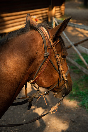 BYUI students go horseback riding at Harriman State Park in the summer of 2021.
