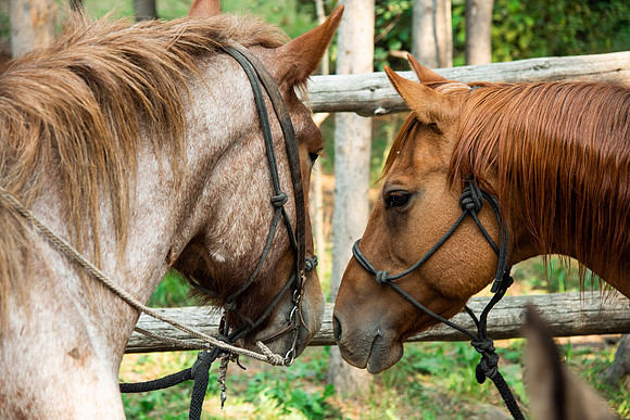 BYUI students go horseback riding at Harriman State Park in the summer of 2021.