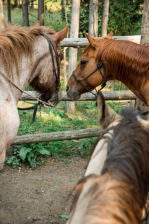 BYUI students go horseback riding at Harriman State Park in the summer of 2021.