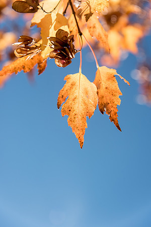 Fall Season- Oct 2018