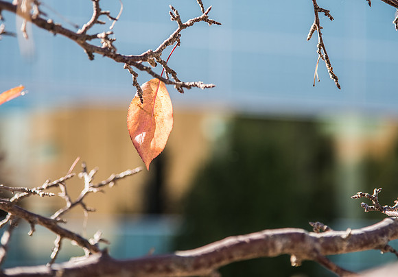 Fall season view on campus.