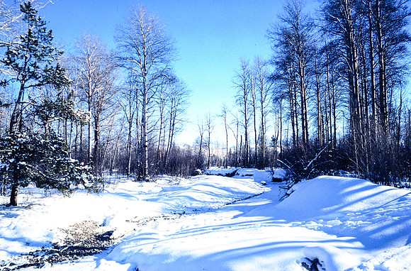 Badger Creek winter scene - January 1995