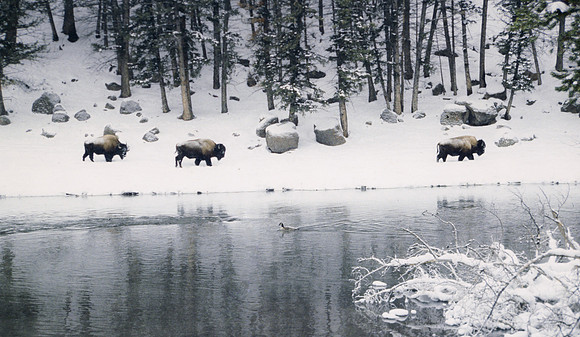 Yellowstone in the winter