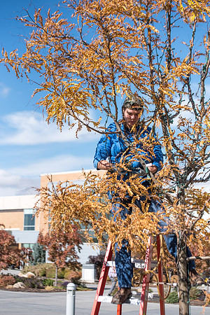Student grounds employees kicking off the holiday season by putting up lights in the trees on campus.