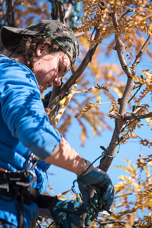 Student grounds employees kicking off the holiday season by putting up lights in the trees on campus.