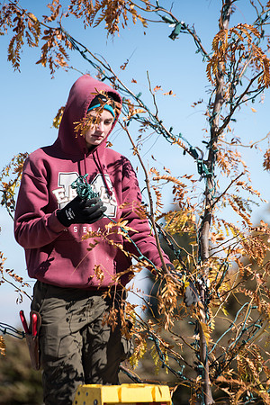 Student grounds employees kicking off the holiday season by putting up lights in the trees on campus.