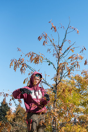 Student grounds employees kicking off the holiday season by putting up lights in the trees on campus.