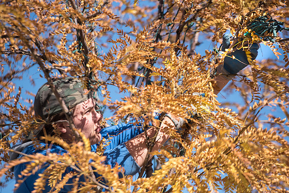 Student grounds employees kicking off the holiday season by putting up lights in the trees on campus.